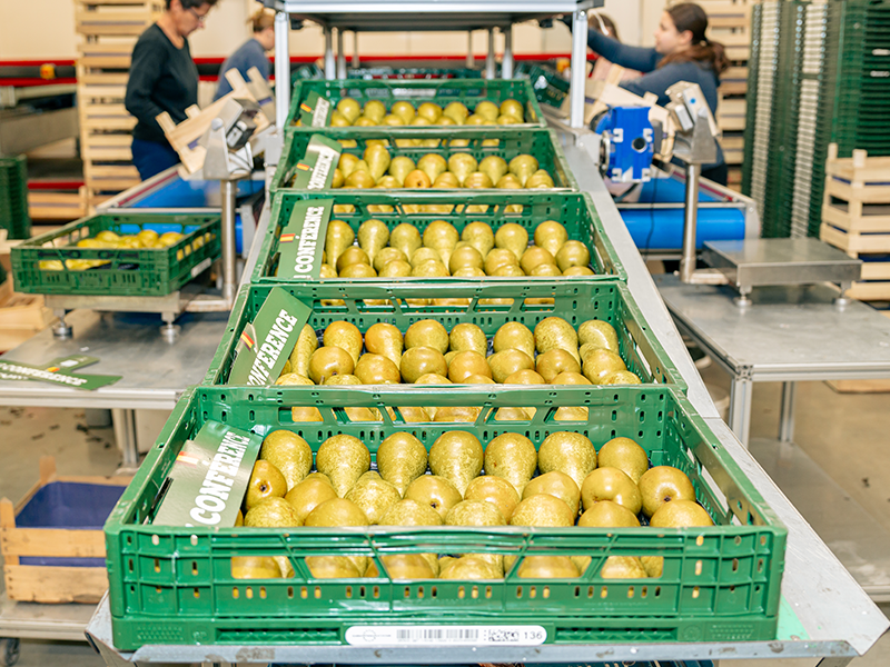 Labeling in groenten en fruitsector